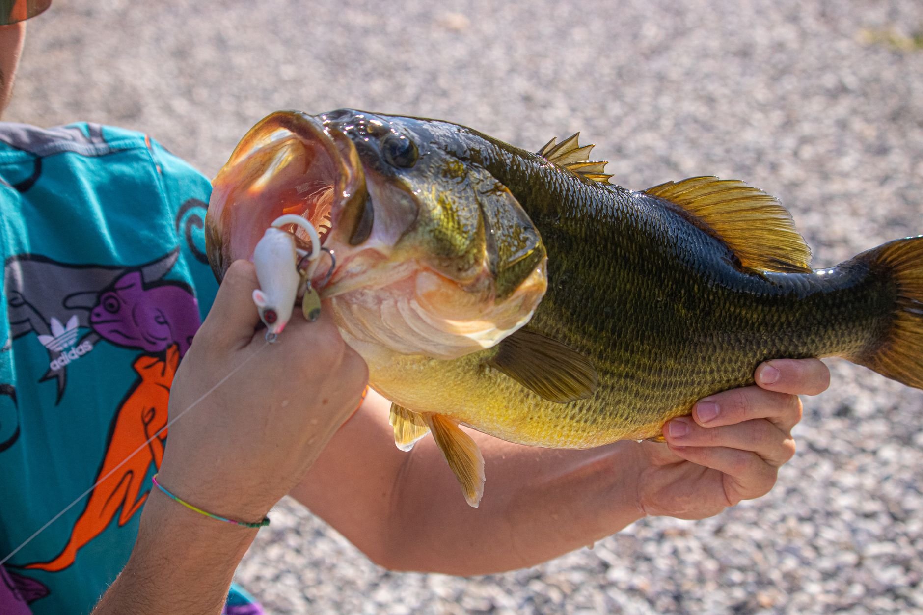 Angler holding a freshly caught large bass with fishing tackle visible